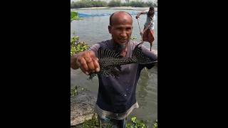 Amazing Fish Catch From Dhorla River fish fishing fishingvideo [upl. by Isaak]