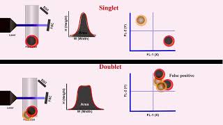 Singlet vs Doublet Cells or particles in flow cytometry [upl. by Baumbaugh]