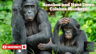 Bonobos and Hunt Down Colobus Monkeys  Queens  Wondersworld7 [upl. by Edras818]