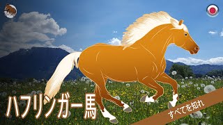 ハフリンガー馬 黄金の毛並みを持つ有名なチロル馬 馬の品種 [upl. by Ynnub599]