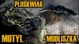 Modliszka oczkowa Pluskwiaki dwuplame Motyl i skakun  Paludarium wielogatunkowe 18 [upl. by Ellienad]