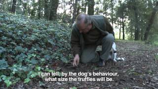 San Miniato truffle hunting tradition and National Truffle Festival  video by Truffle in Tuscany [upl. by Neidhardt363]