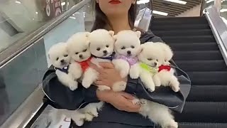 Most cute puppies in the world [upl. by Neik]