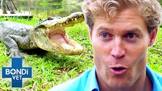 Brave Vet Stitches Up HUGE Gators Wounds 😱 Bondi Vet To The Rescue [upl. by Atalya]