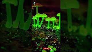 Mushrooms Glow in Dark  glowingmushroom [upl. by Jehoash]