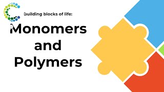 Building Blocks of Life Monomers and Polymers [upl. by Annayhs]