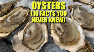 Oysters 🦪 10 FACTS You NEVER KNEW [upl. by Eornom800]