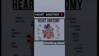 Heart anatomy 🫀biology neet nursing trending viralvideo shorts vijayeducationandnews [upl. by Blasius]