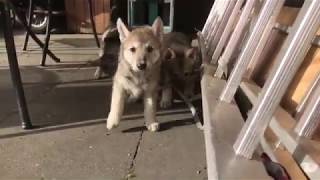 Saarloos Wolfdog puppies playing [upl. by Akeenat]