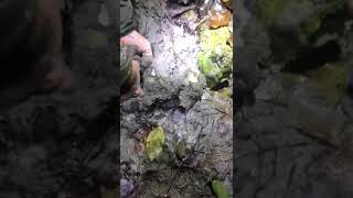 Truffle hunting Tartufo bianco d alba 2019 White truffle da record il Più grande [upl. by Kasper]