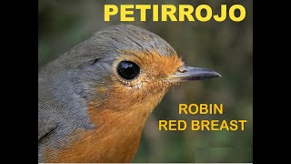 PETIRROJO  ROBIN RED BREAST  Erithacus rubecula [upl. by Undry]