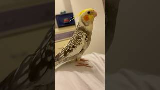 Favorite song ever🥰😘😍 birdsounds cockatielbird birdsongs pets parrot birds [upl. by Penelope]