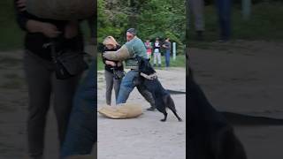 💥Bodyguard dog training Belgian Shepherd Groenendael attacks GUARDODESSA Odessa [upl. by Kenyon268]