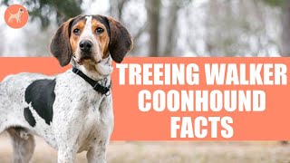 Treeing Walker Coonhound Top 10 Unbelievable Facts [upl. by Caril]