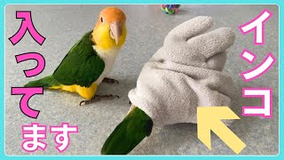 手袋に入ってしまった先輩インコwその時後輩インコは…？The caique parrot in a glove [upl. by Almat49]