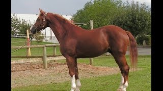 Incredibly Realistic Horse Animation [upl. by Halley]