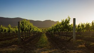 Government will ‘vigorously defend’ Australian wine industry from China’s allegations [upl. by Iat]