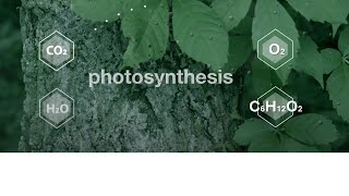 Photosynthesis amp Cellular Respiration The Engine of Life [upl. by Silden]