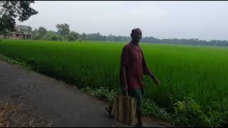 Rural Field of India West Bengal  Nature of Rural Village  Rural Village people in India [upl. by Ikeda659]