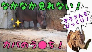 【のんほいパーク】カバのうんち hippopotamus pooping [upl. by Leseil]