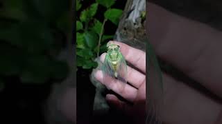 swamp cicada Ntibicen [upl. by Anelle]