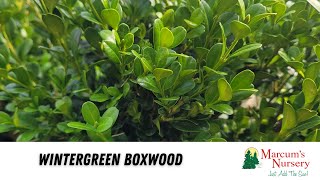 Boxwood  Wintergreen Boxwood [upl. by Selrahcnhoj]