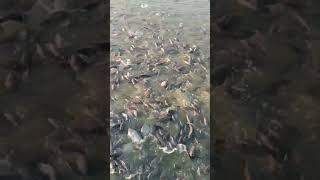 Fish real video fishing fish fisherman youtube fishi [upl. by Osugi820]