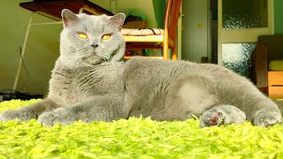 Regal British Shorthair Cat [upl. by Lamrouex]