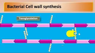 mechanism of action of penicillin [upl. by Ecallaw]