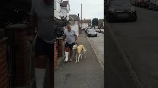 Dog Pretends To Walk With A Limp Like Their Injured Owner Out Of Sympathy [upl. by Arymahs974]