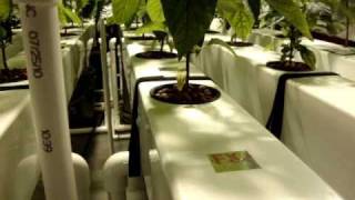 DIY 39 pepper Aeroponic System EP 1 Rails [upl. by Sorazal931]