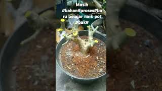 Bahan bonsai Desmodium saeng simbur micro [upl. by Aynahs774]