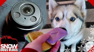 Surveillance for the Dogs And COOKIES  Lorex Security System [upl. by Aliber]