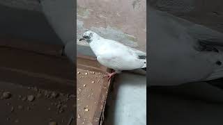 Shook ne 😲pigeon birds pigion kabootar bird pigeonlover pigeion pigieon birdspecies [upl. by Erodeht]