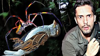 Riesige DschungelSpinne fängt Vögel Gefährlich für uns [upl. by Dwyer]