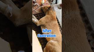 Dog Castration castration dog doglover viral trending [upl. by Yci]