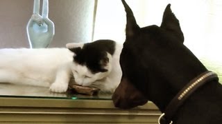 Cute kitty shares treat with a Doberman [upl. by Inness60]