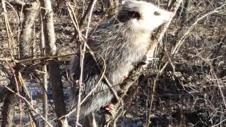 Opossum playing dead Kansas [upl. by Heida151]