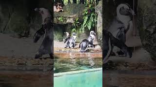 The African penguin  Penguin  Wildlife  Swimming  Water Penguin  Water Birds [upl. by Hsakiv]