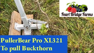 Pullerbear Pro XL321 to get rid of Buckthorn Trees [upl. by Kennan838]