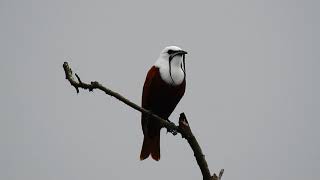 3 wattled Bellbird from Costa Rica terrtorial call 2 [upl. by Atir578]