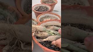 Adenium plant shopping and repoting update shorts [upl. by Packton]