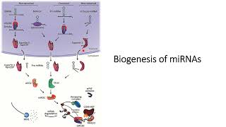 Biogenesis of miRNA microRNA Code 495 [upl. by Tiloine]