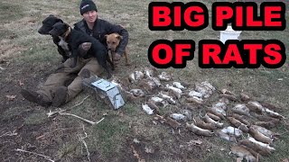 Mink and Dogs Catch a BIG Pile of Rats on a Pheasant Farm [upl. by Margarita]