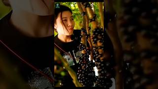 Tree❎Jabuticaba Tree✅tree jabuticabeira jabuticaba trees nature facts shorts [upl. by Esbenshade]