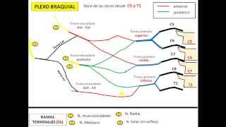 PLEXO BRAQUIAL rápido y sencillo descarga la presentación GRATIS [upl. by Darby119]