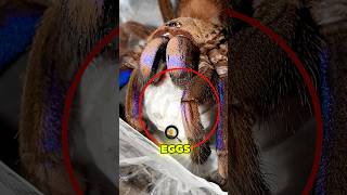 She laid EGGS 😳🕷️ tarantula tarantulas spider spiders tarantulasoftheworld arachnids [upl. by Ayotna431]