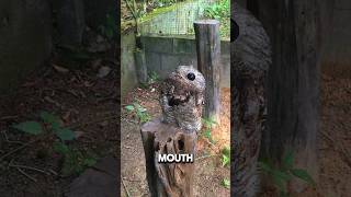 Potoo  Natures Stealthy Ninja [upl. by Kehr]