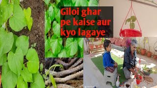 giloi plant lagane ka sabse asan aur sahi tarika  giloy ka paudha ghar pe kaise aur kyo lagaye [upl. by Tsnre]