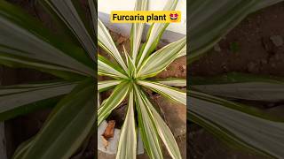 furcaria plant ☘️🌵terracegardning gardenplants terracegarde terracegardeningathome garden [upl. by Odlanra]